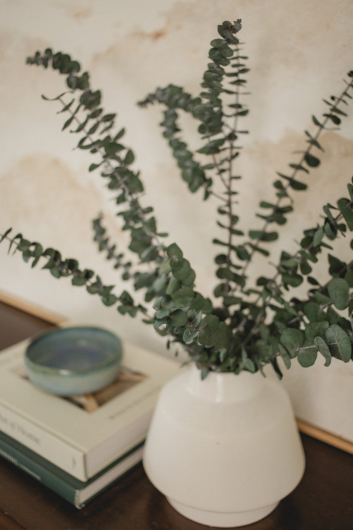 Italian Baby Eucalyptus