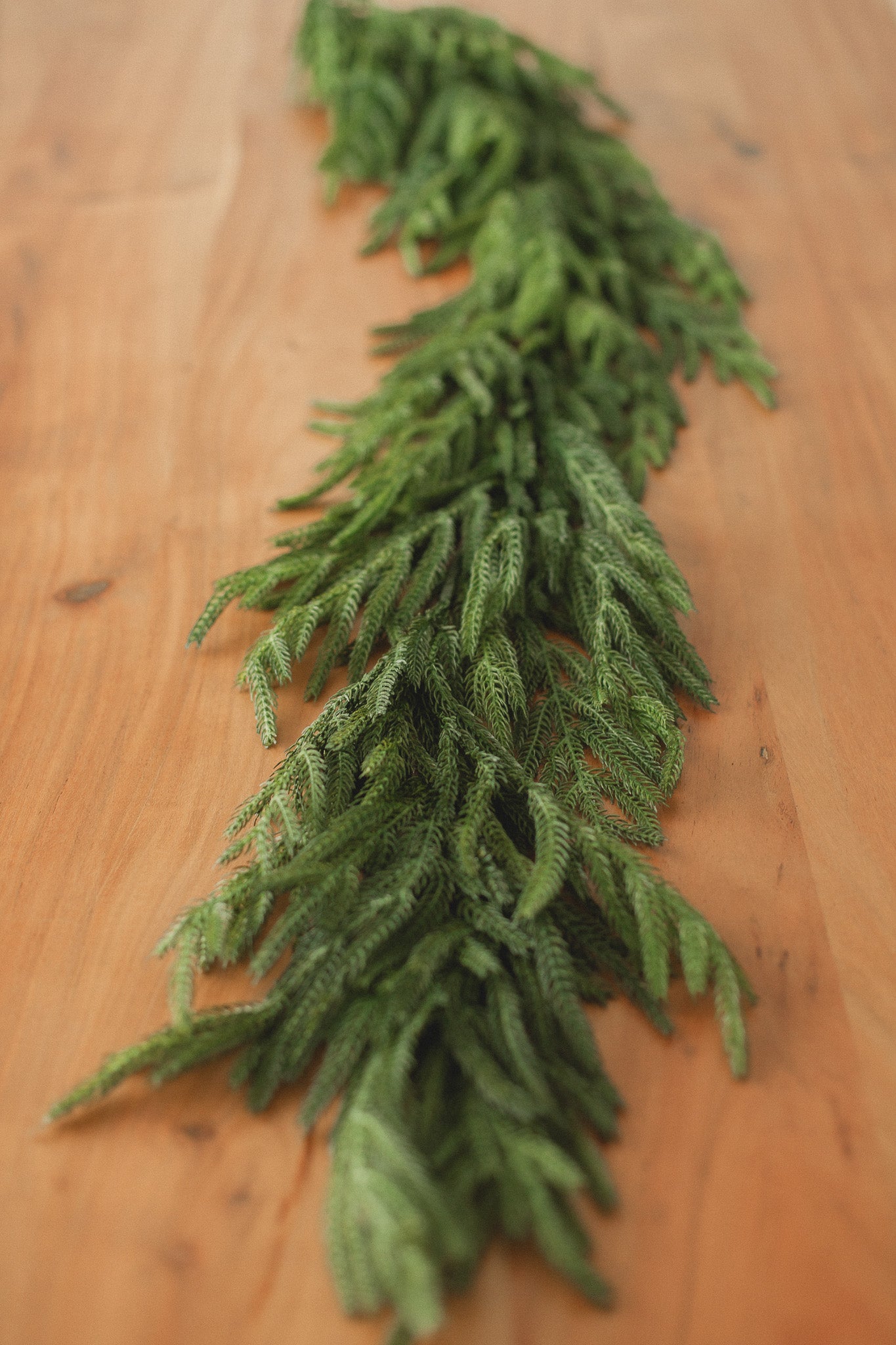 Extra-Full buy Canadian Pine Garland