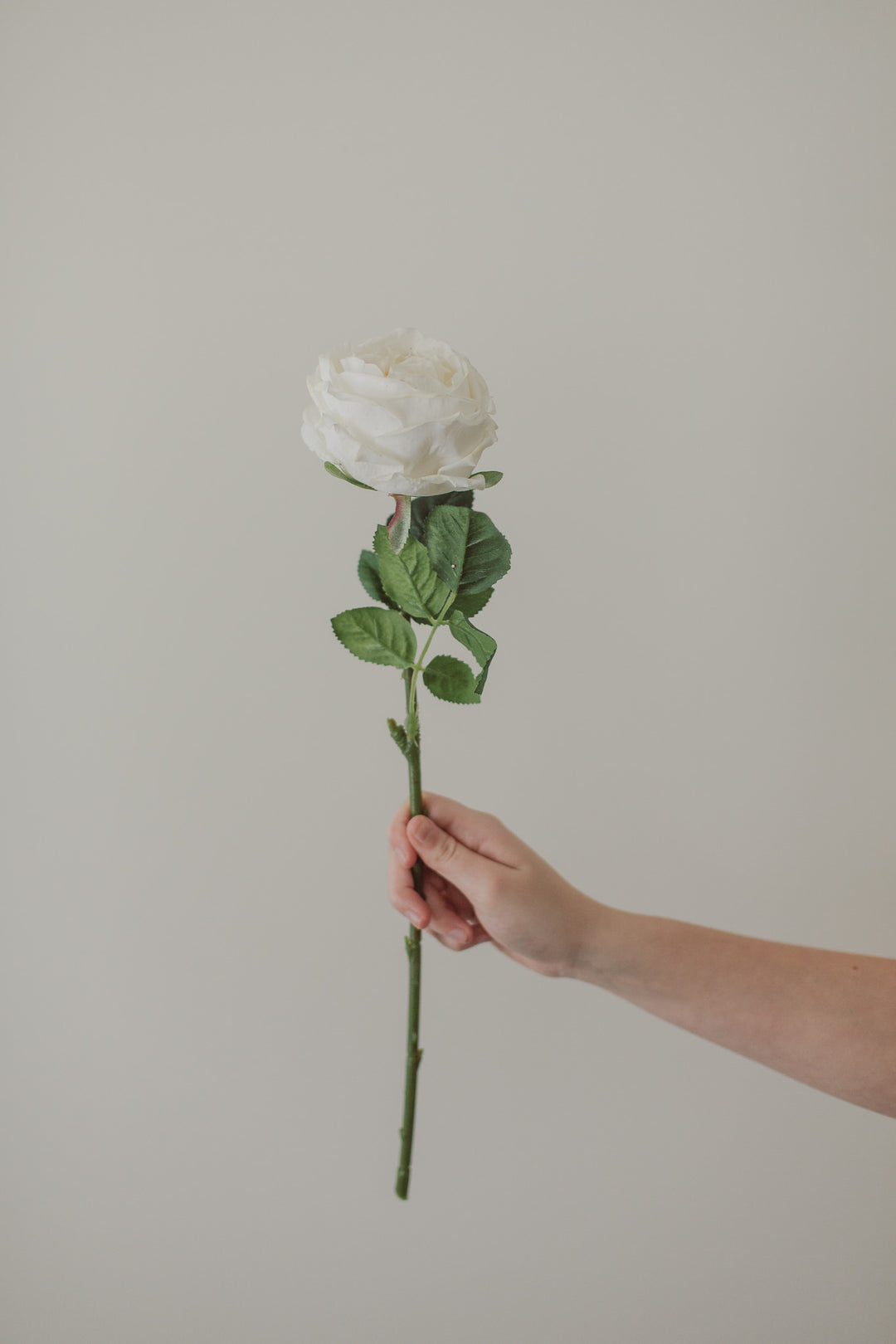 Soft Touch White Rose