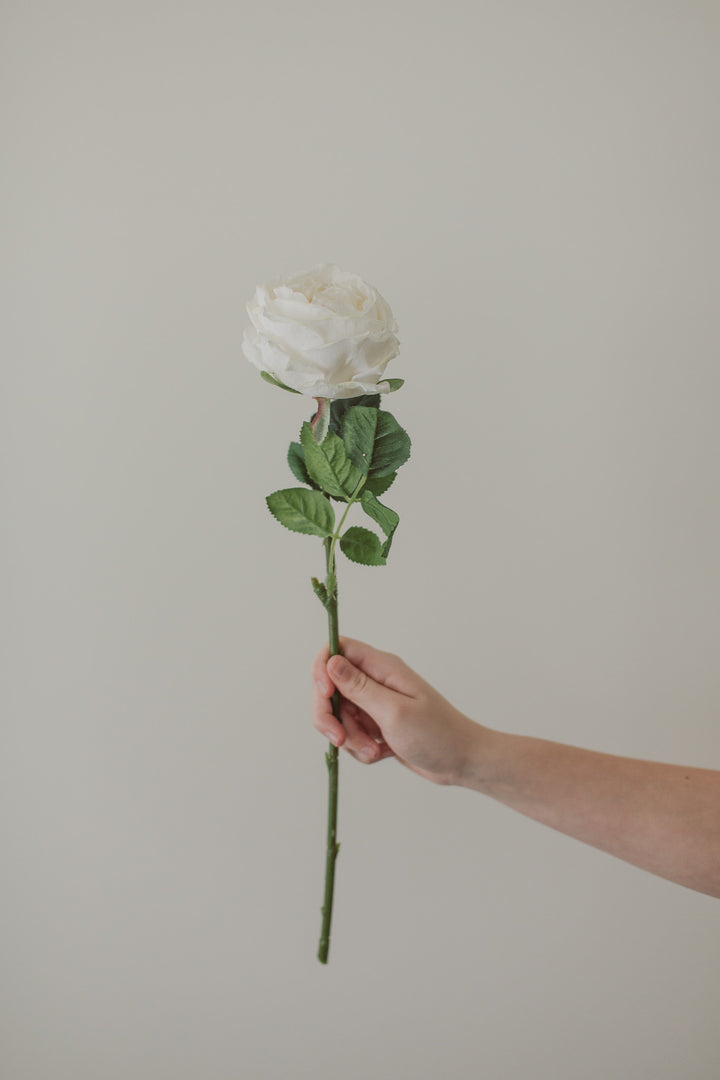 Soft Touch White Rose