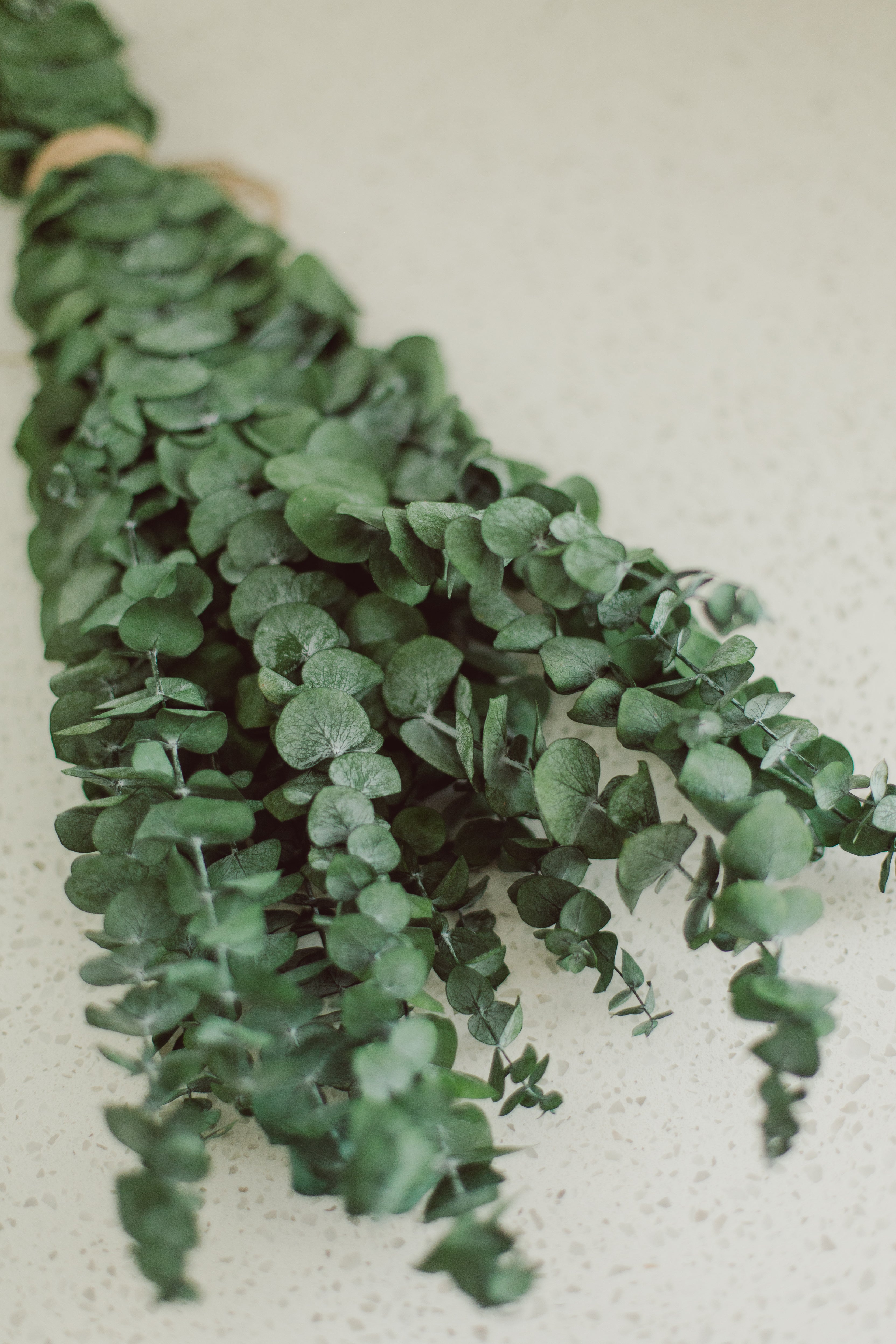 Why We Make Preserved Eucalyptus Shower Bundles Vs. Fresh