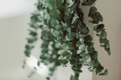 The Benefits of Eucalyptus