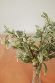 White Berry Mistletoe