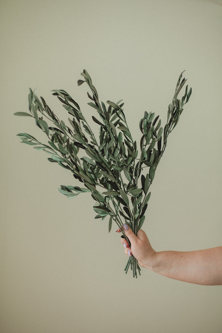 Italian Olive Stems