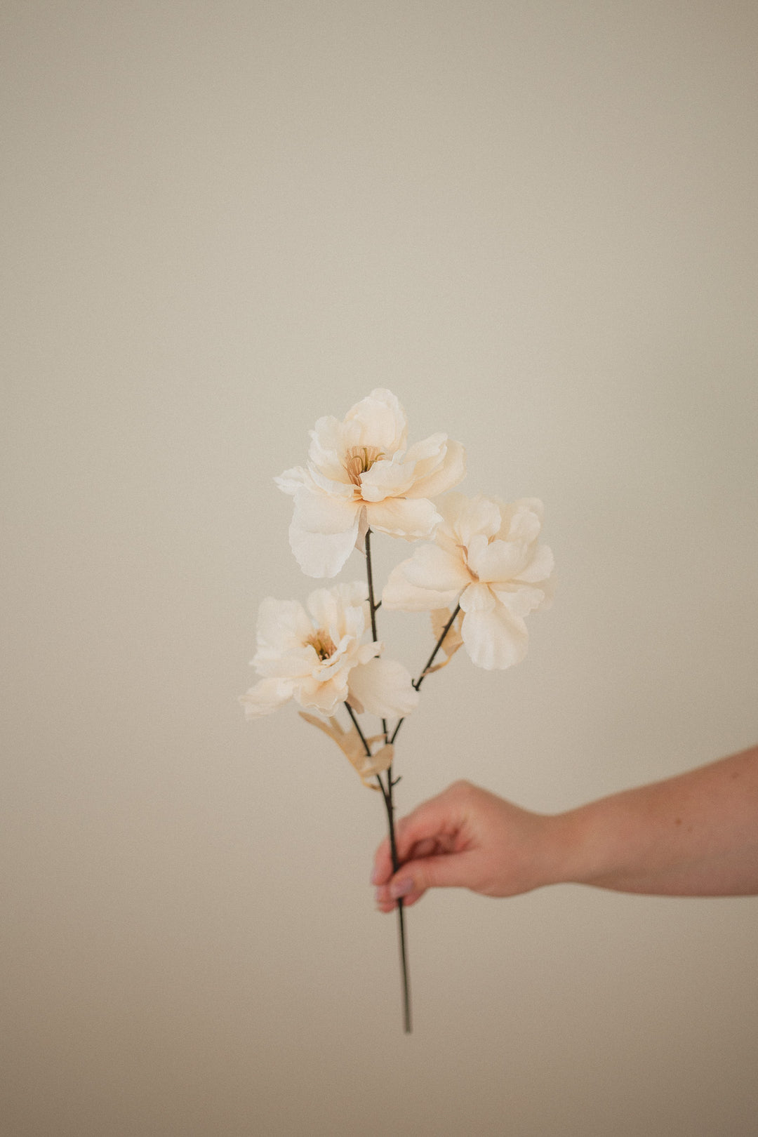 Wild Peony