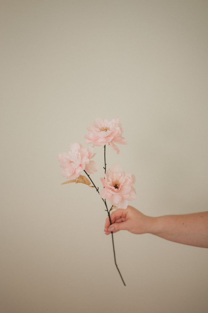Wild Peony
