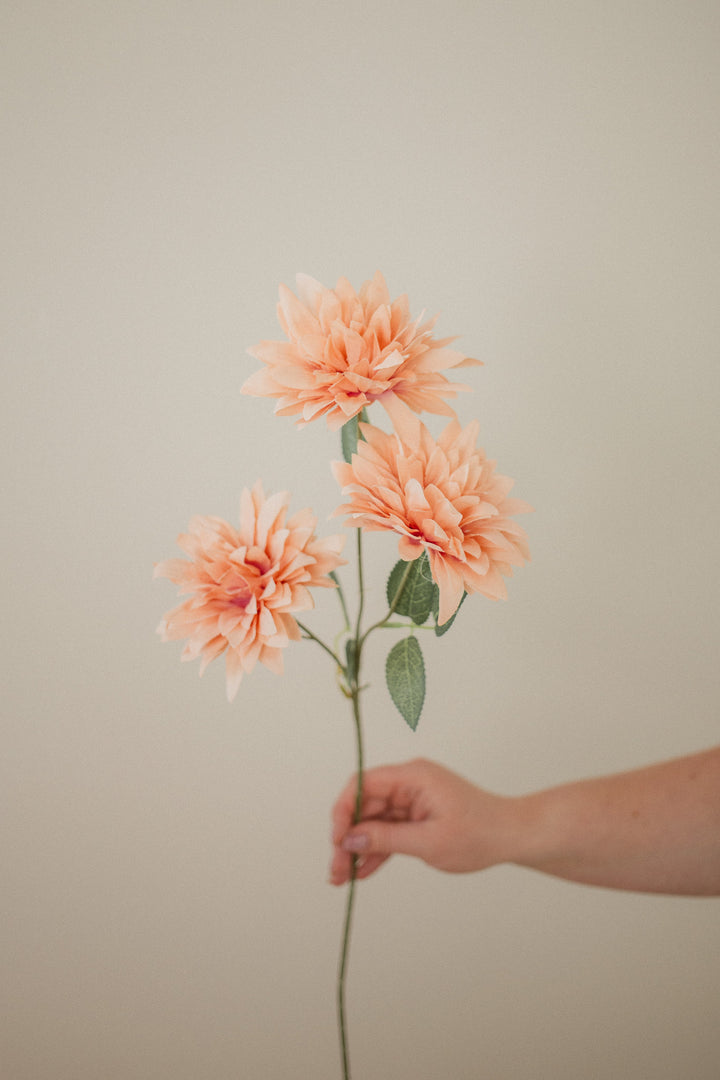 Dahlia