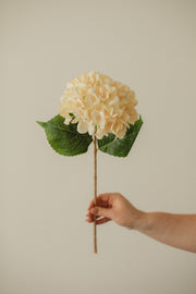 Hydrangea