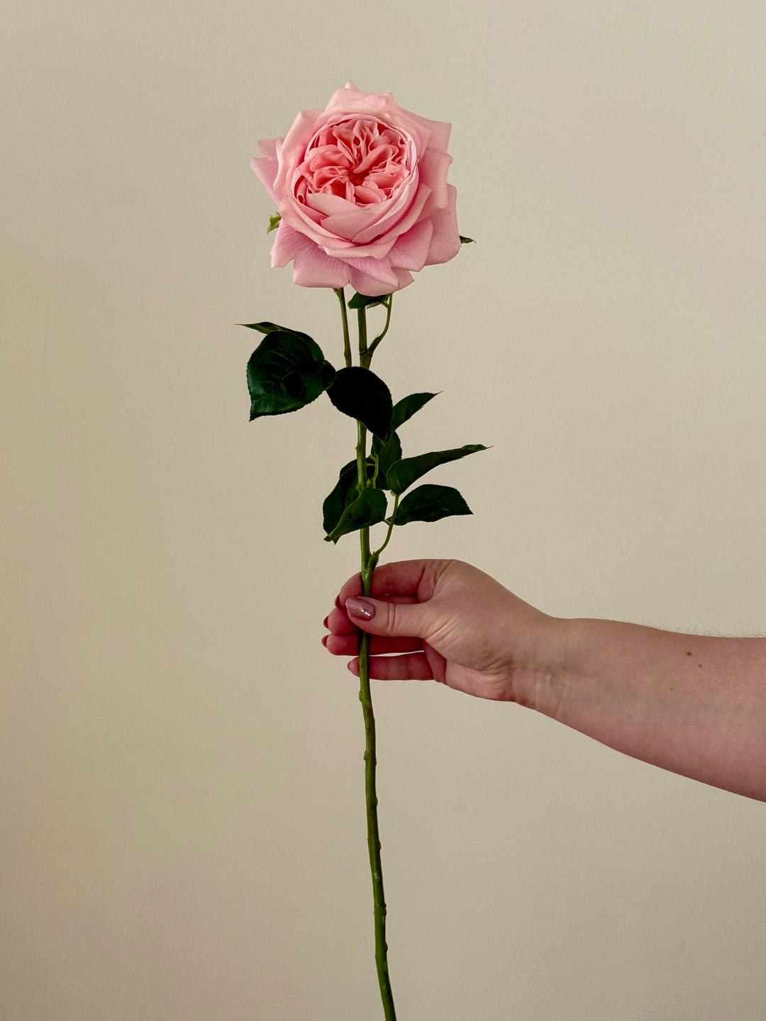 Real Touch Austin Rose