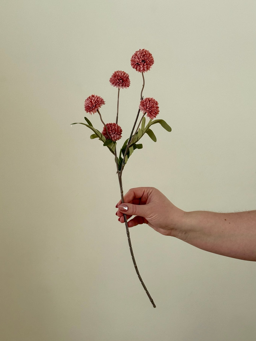 Chrysanthemum Branch