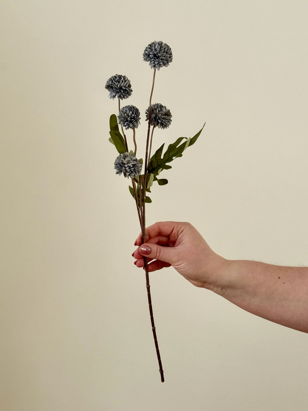 Chrysanthemum Branch