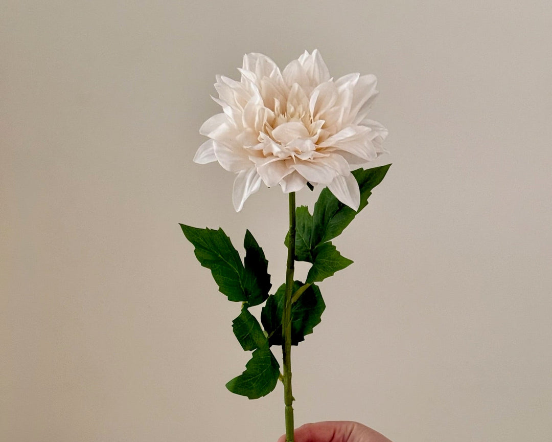 Hand holding a single white dahlia flower against a plain background
