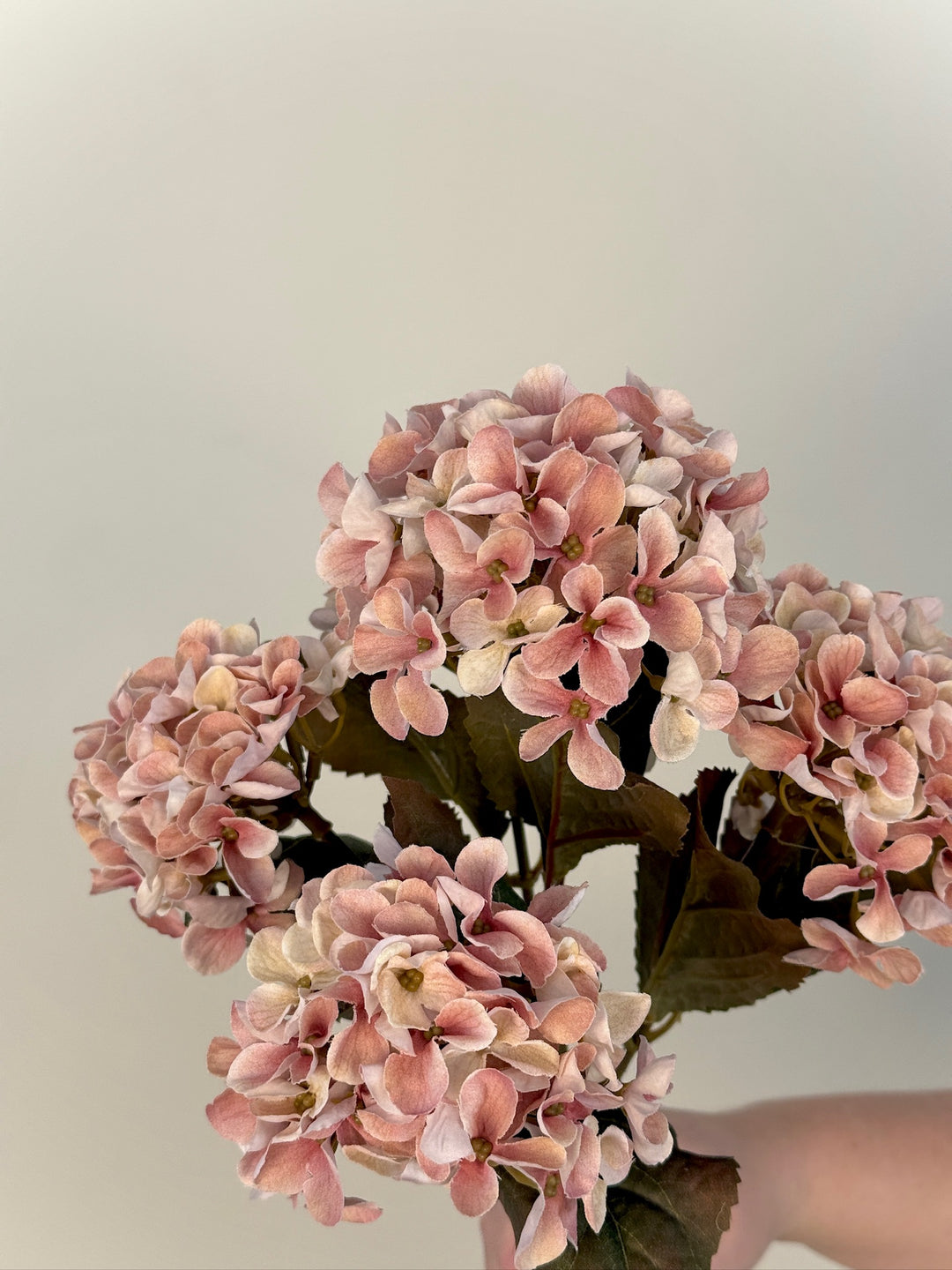 Hydrangea Bundle