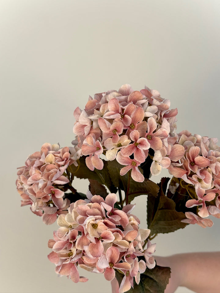Hydrangea Bundle