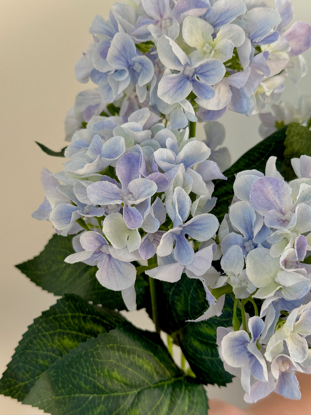 Hydrangea Bundle