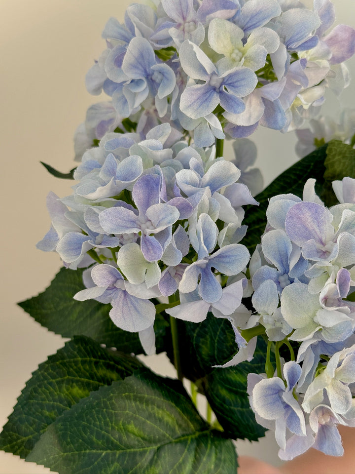 Hydrangea Bundle