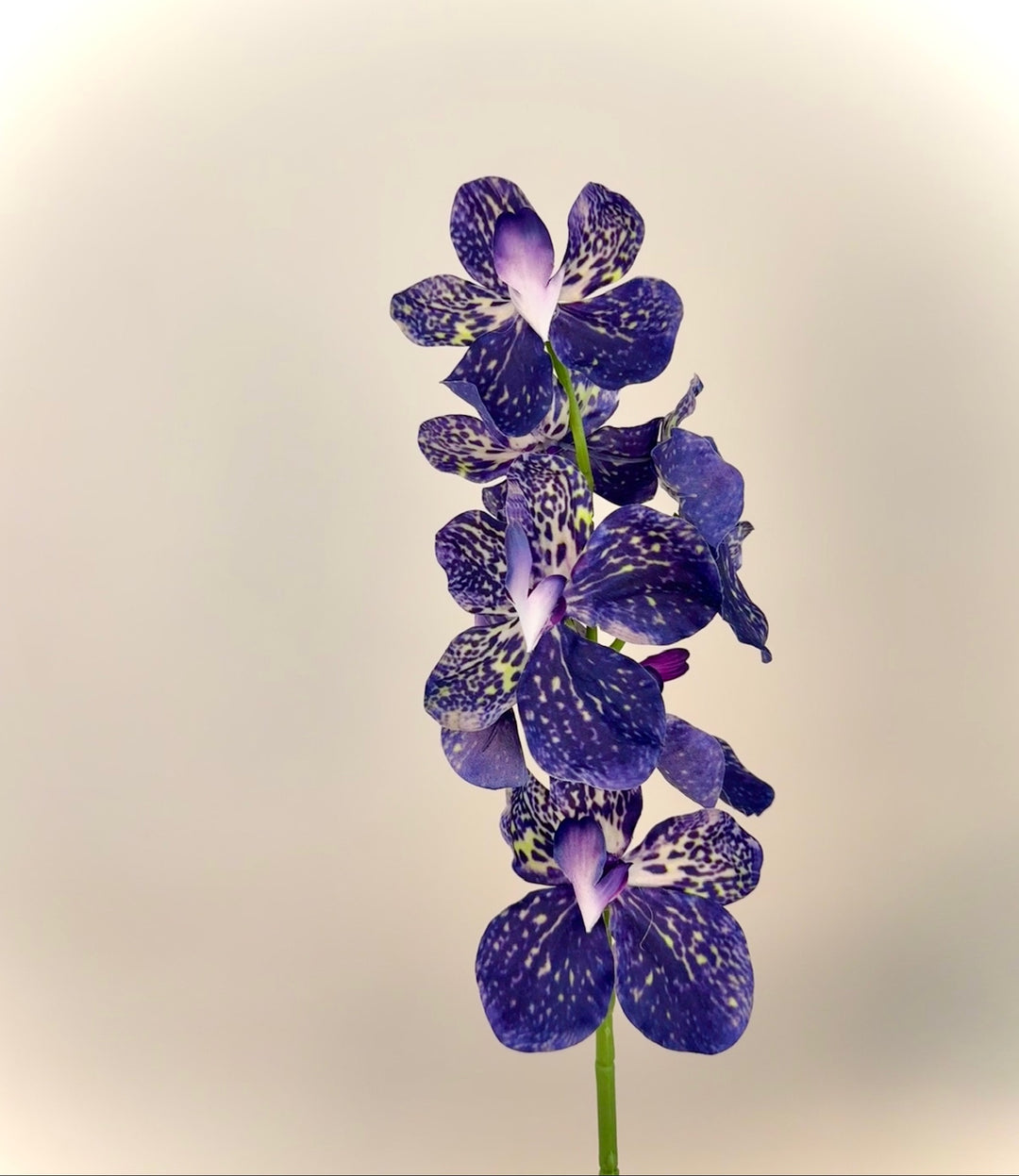 Real Touch Orchid