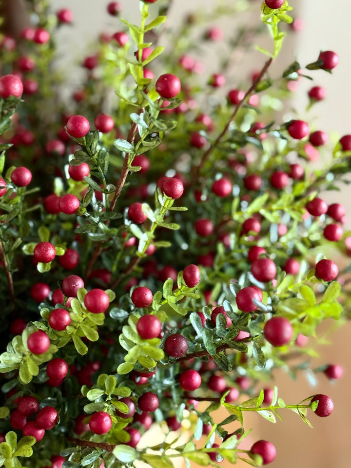 Cranberry Stem