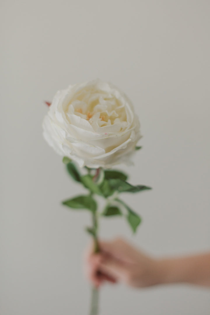 Soft Touch White Rose